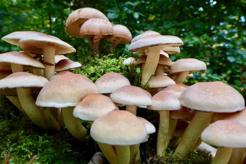 森林草地菌菇图片 森林草地菌菇图片