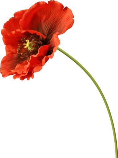 罂粟花 PNG免抠(596x793)