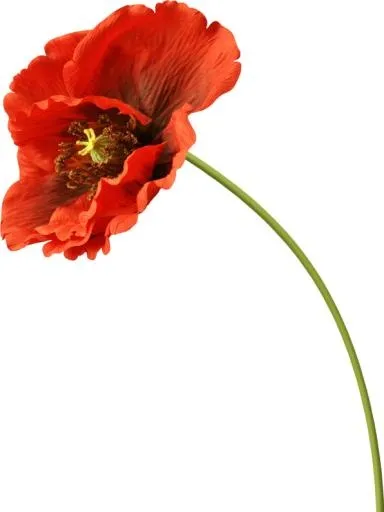 罂粟花 PNG免抠(596x793)