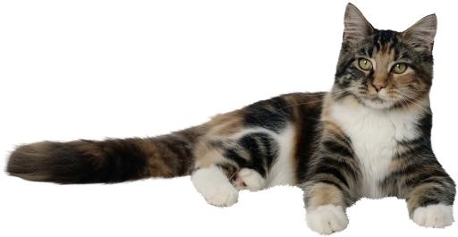 猫 PNG免抠(3707x1919)