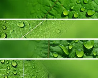 自然风景-各种叶子上的露水特写