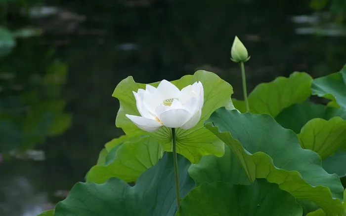 池塘绽放的荷花图片素材