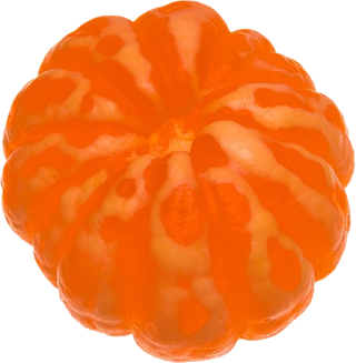 橘子免抠素材 (19)