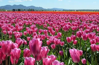 花朵 花束 植物 素材 (36)