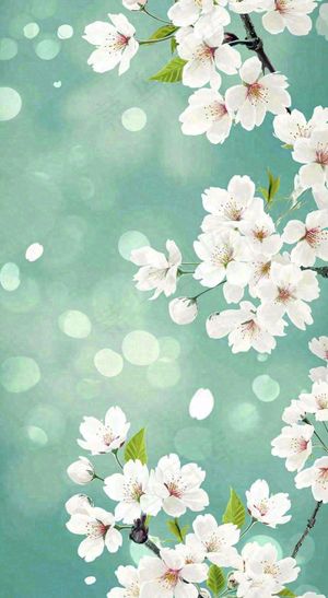 春天开满枝头的白色樱花花朵立春惊蛰春分摄影图