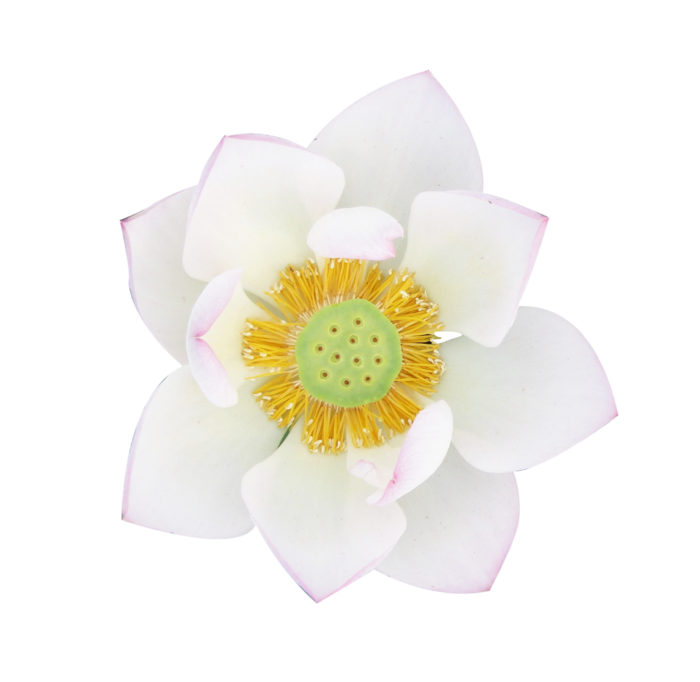 荷花  白莲  免抠