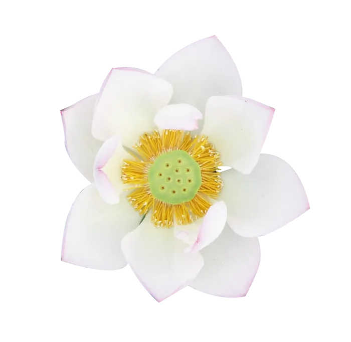 荷花  白莲  免抠