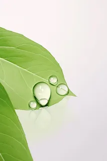 简约清新树叶绿叶节气海报背景