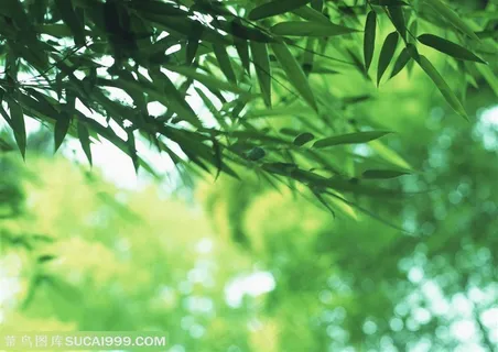 竹林风景-被风吹得摇摆的竹叶 竹林风景-被风吹得摇摆的竹叶