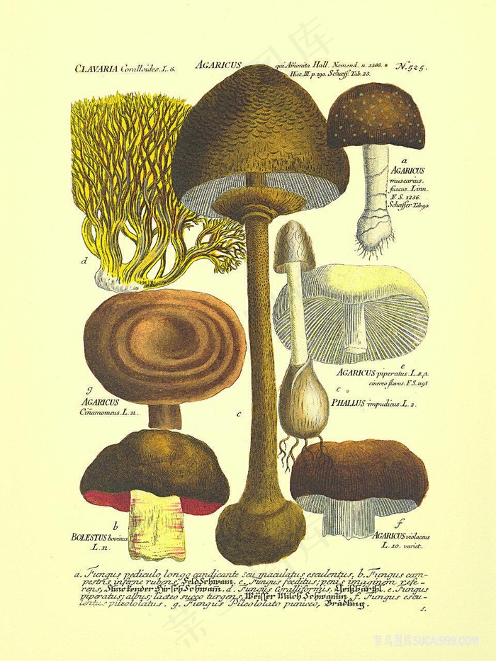高清唯美蘑菇艺术画