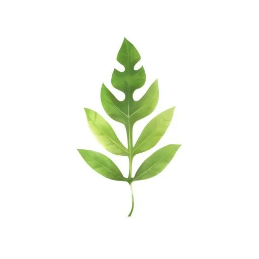 叶子树叶免抠(2048x2048)