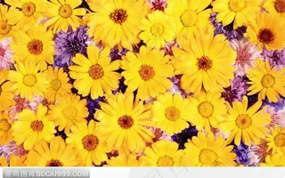 黄色菊花背景