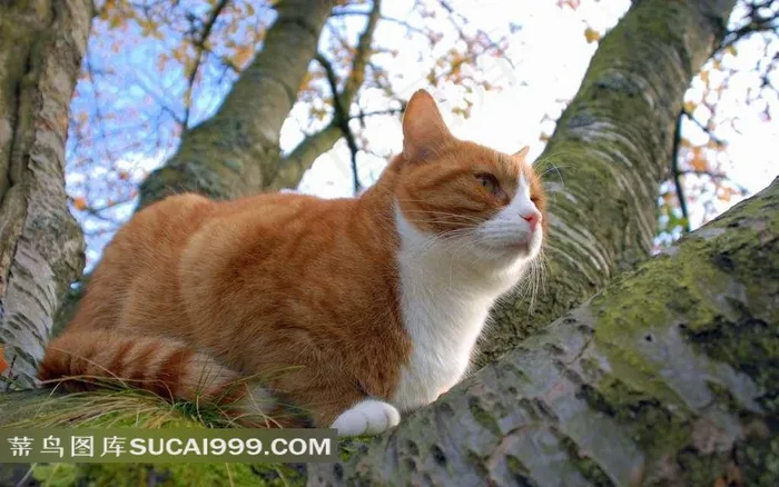 树杈上的黄猫