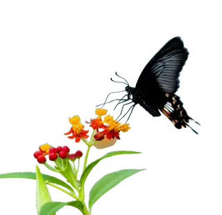 蝴蝶植物乡村振兴