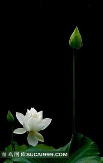 盛开的娇美百合花摄影