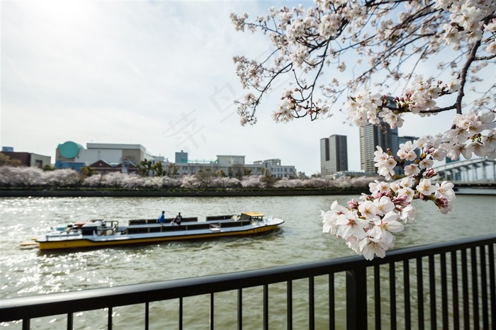 美丽的春天公园樱花花朵景色素材图