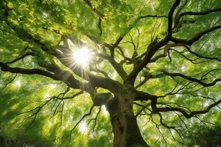 阳光从大树的树枝的间隙透下来摄影图