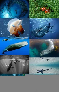 10款海洋主题高清壁纸素材 10款海洋主题高清壁纸素材