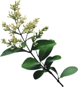 紫丁香 PNG免抠