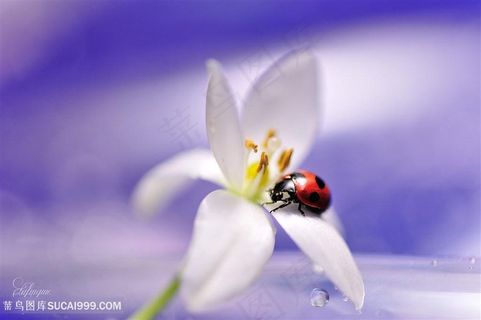 唯美瓢虫百合花鲜花摄影图片