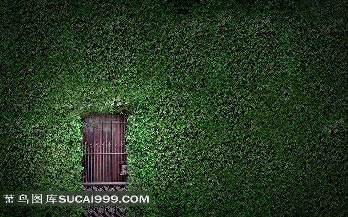爬满植物藤叶的墙和窗子