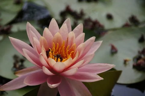 粉色睡莲花朵绽放图片 粉色睡莲花朵绽放图片