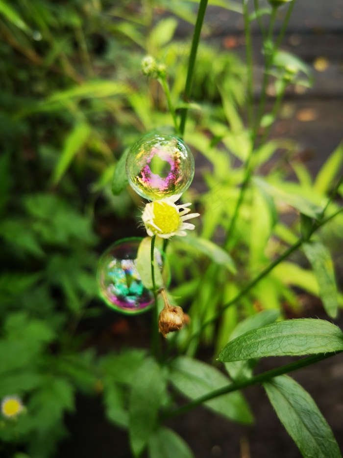 山间野菊特写