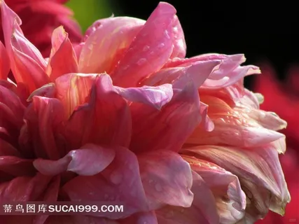 大丽花特写素材