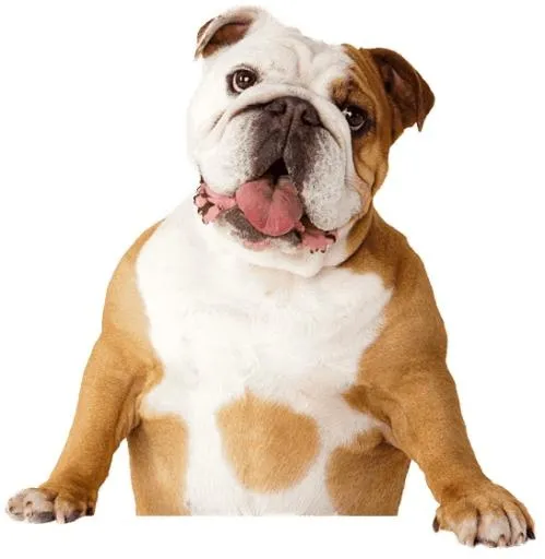 斗牛犬 PNG免抠(546x560)
