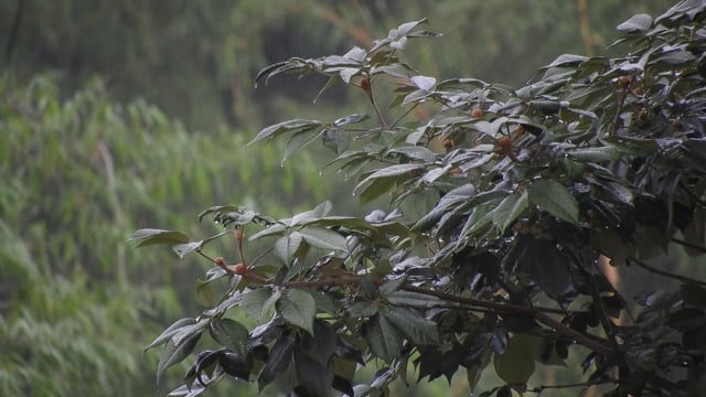 雨, 水, 楼层, 湿, 滴, 水分, 哥伦比亚