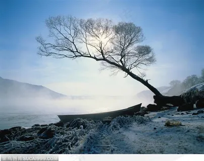 冬日阳光雪地里的大树风景图片