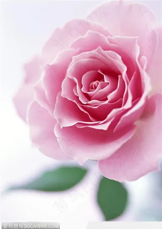 花的彩绘-玫瑰特写