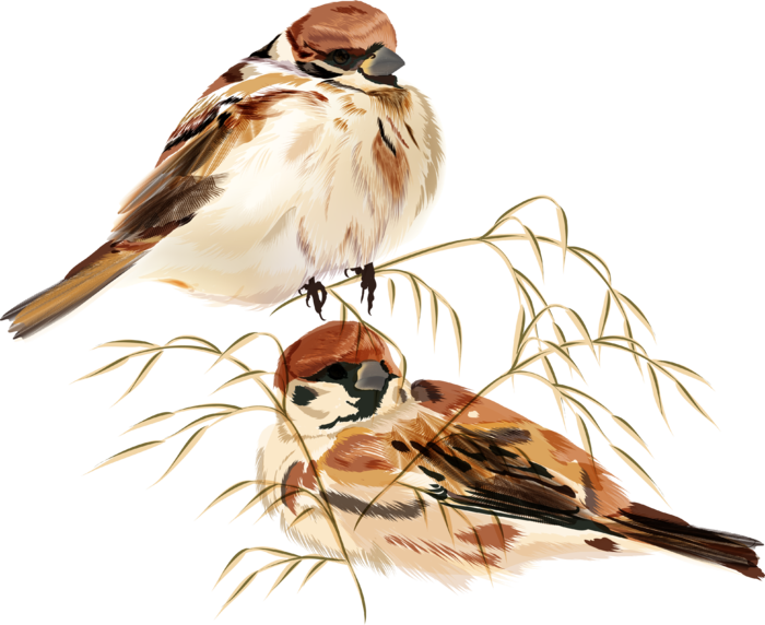 简约风手绘素描动画小鸟鸟儿免扣PNG图片素材 (8)