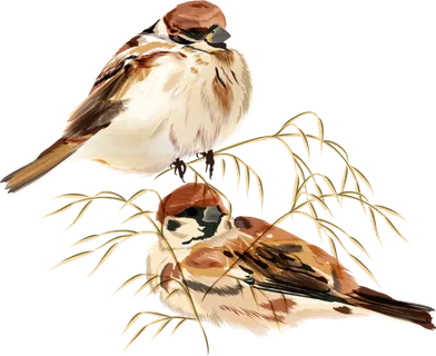 简约风手绘素描动画小鸟鸟儿免扣PNG图片素材 (8)