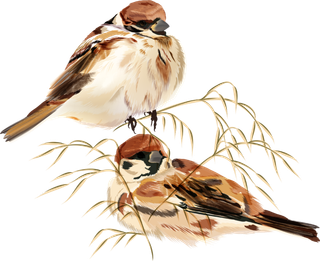 简约风手绘素描动画小鸟鸟儿免扣PNG图片素材 (8)