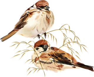 简约风手绘素描动画小鸟鸟儿免扣PNG图片素材 (8)