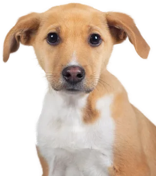 免扣素材实物狗狗摄影