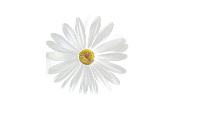 白色唯美免扣雏菊花