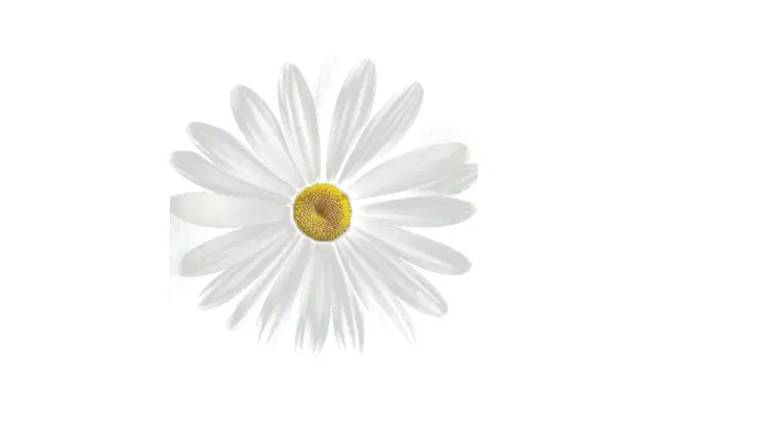 白色唯美免扣雏菊花