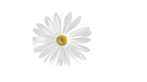 白色唯美免扣雏菊花