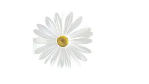 白色唯美免扣雏菊花