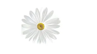 白色唯美免扣雏菊花