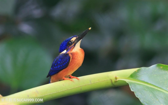 高清仰头蓝矶鸫鸟类图片