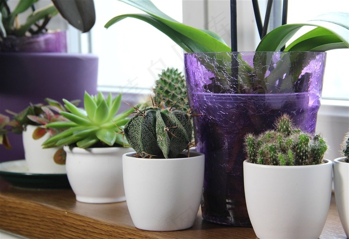 桌子上的仙人掌和多肉