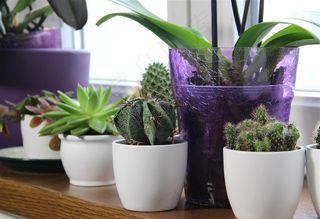 桌子上的仙人掌和多肉