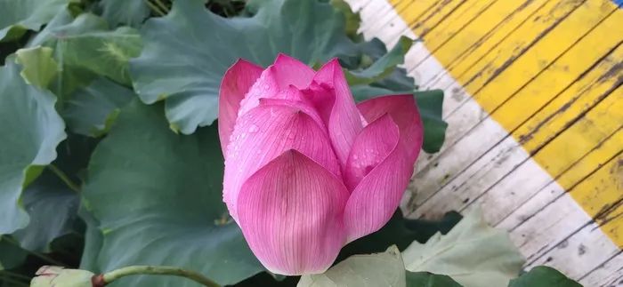 雨后的荷花  含苞待放的荷花