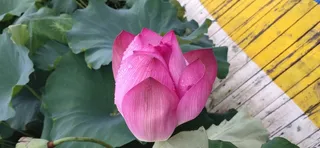 雨后的荷花  含苞待放的荷花