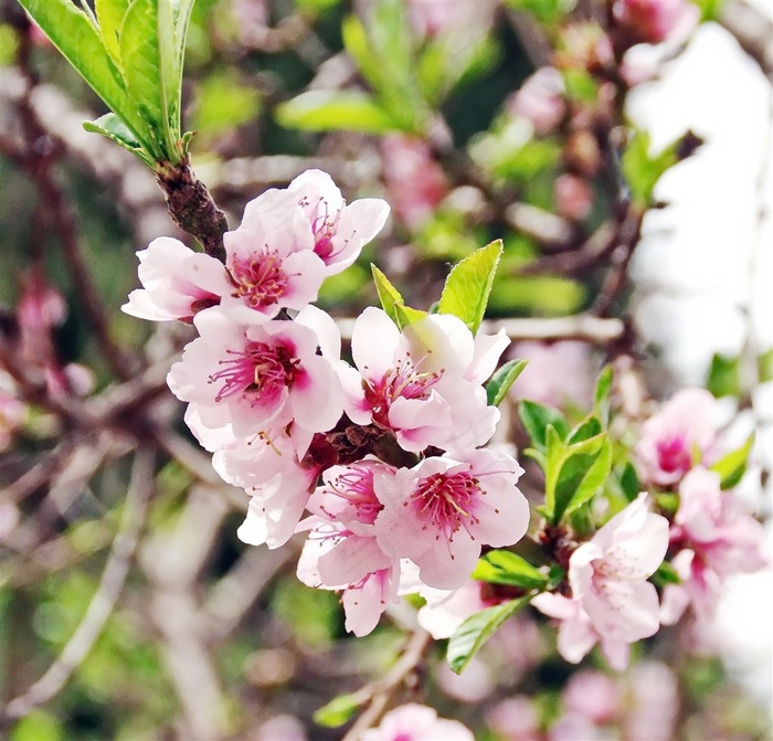 盛开的粉色桃花