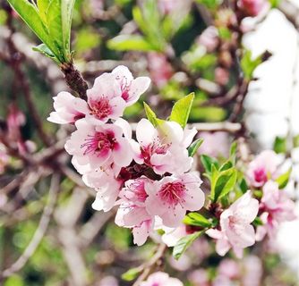 盛开的粉色桃花