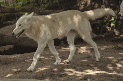 狼野生动物原生动物园深林狼